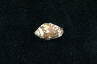 藏品(火燄筆螺)的圖片